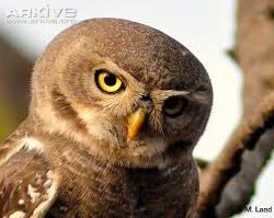 Endangered Forest Owlet now sighted in Madhya Pradesh Jungles too!